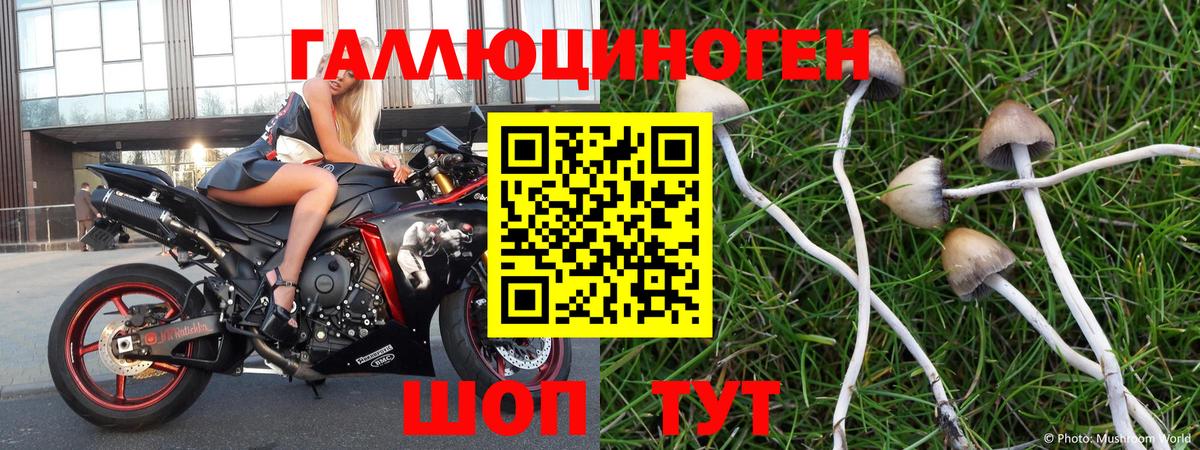 Свободный  Галлюциногенные грибы Psilocybe  Вход с VPN 